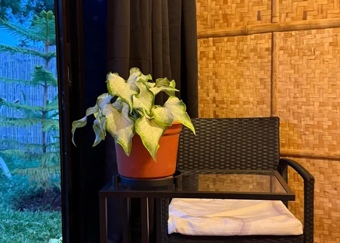 The Bamboo 3 *